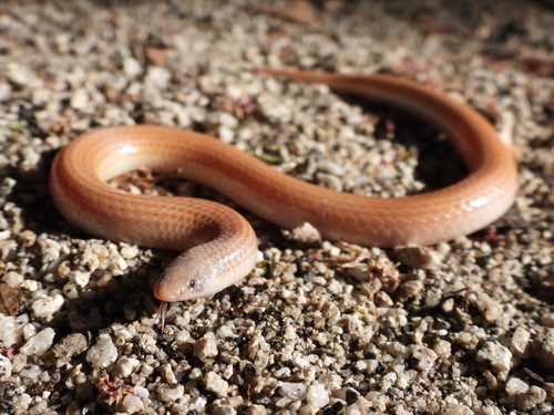 Sonora straminea
