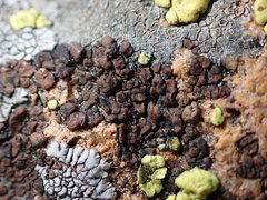 Acarospora obnubila