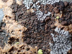 Acarospora obnubila
