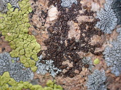 Acarospora obnubila