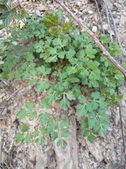 Tauschia glauca