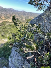 Arctostaphylos catalinae