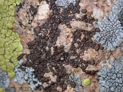 Acarospora obnubila