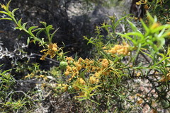 Acacia triptera