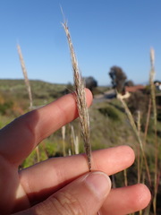 Bothriochloa barbinodis