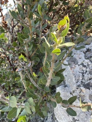 Arctostaphylos catalinae