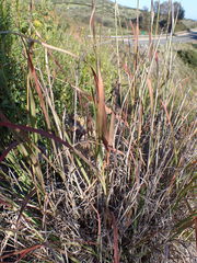 Bothriochloa barbinodis