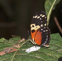 Heliconius hecale melicerta
