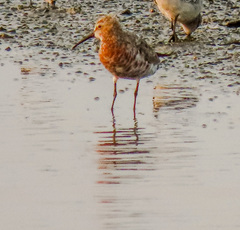 Calidris ferruginea