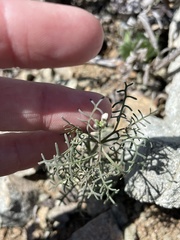 Sibara filifolia