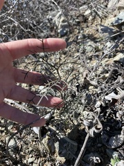 Sibara filifolia