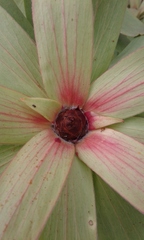 Leucadendron sessile
