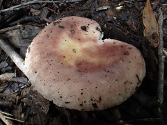 Russula kalimna