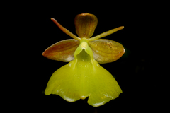 Epidendrum cupreum