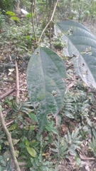 Ficus irisana