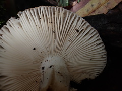 Russula kalimna