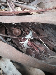 Cacatua galerita galerita