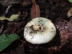 Russula iterika