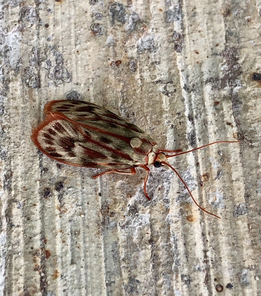 Lactura anaemoptila