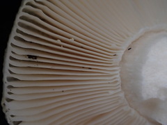 Russula iterika