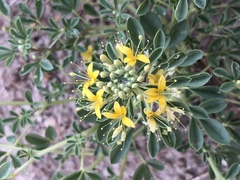 Cleomella obtusifolia