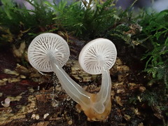 Hygrocybe roseoflavida