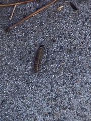 Noctuinae