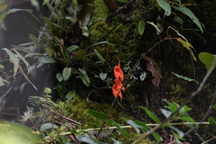 Masdevallia veitchiana