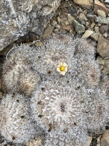 Cochemiea palmeri (Cochemiea palmeri)