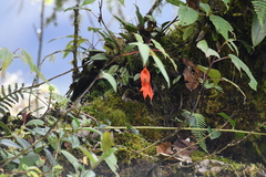 Masdevallia veitchiana