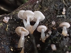 Hygrocybe roseoflavida
