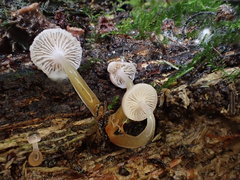 Hygrocybe roseoflavida