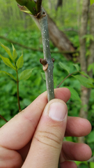 Fraxinus pennsylvanica subintegerrima