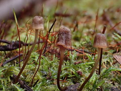 Mycena mamaku