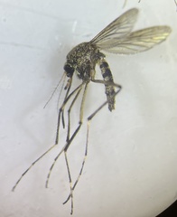 Aedes aculeatus