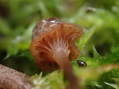 Mycena mamaku