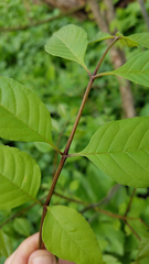 Fraxinus pennsylvanica subintegerrima