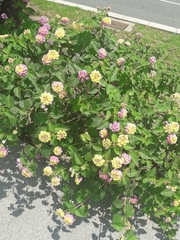 Lantana camara