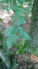 Carpinus betulus