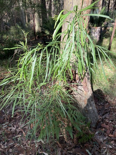 Image of Acacia mabellae by (c) Thomas Mesaglio, some rights reserved (CC BY)