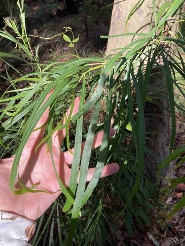 Image of Acacia mabellae by (c) Thomas Mesaglio, some rights reserved (CC BY)