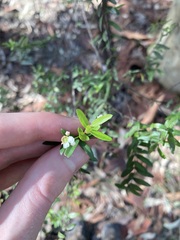 Sannantha pluriflora