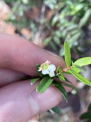Sannantha pluriflora