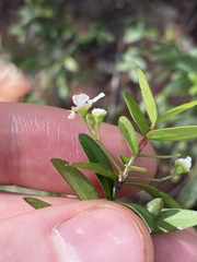 Sannantha pluriflora