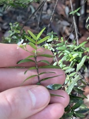 Sannantha pluriflora