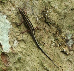 Sphenomorphus sanctus