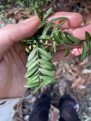 Sannantha pluriflora