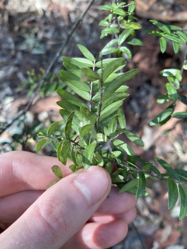 Image of Sannantha pluriflora by (c) Thomas Mesaglio, some rights reserved (CC BY)