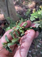 Sannantha pluriflora