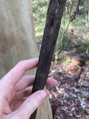 Sannantha pluriflora